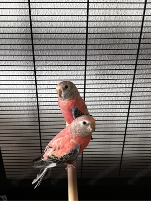 Bourkesittich Sittich ähnlich Wellensittich 