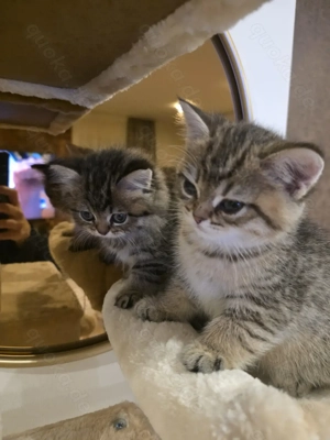 Bkh kitten brüder !nur gemeinsam abzugeben!