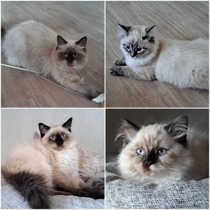 Neva masquarade weiblich Katze mit Stammbaum Mädchen