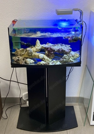 Lebendgestein 8kg Meerwasser Salzwasser Beckenauflösung