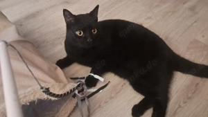 Kastrierter  kater 1 jahr geworden