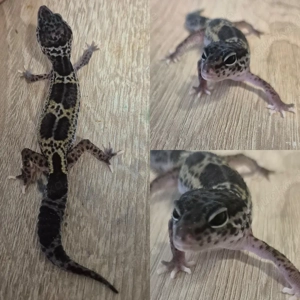 Leopardgecko  BnMs 100%het Eclipse 