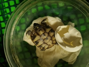 Griechische Landschildkröten