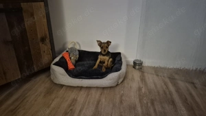 Chihuahua Rüde Mischling 