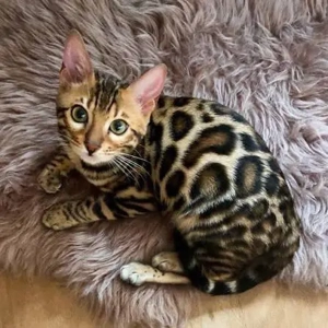 SUCHEN Reinrassiger Bengal Kitten (Kater) Bild 3