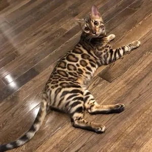 SUCHEN Reinrassiger Bengal Kitten (Kater) Bild 2