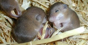 Afrikanische Knirps Mäuse 