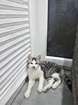 Rasa ( europäische Kurzhaar EKH)