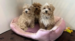 Wunderschöne Maltipoo Welpen abzugeben 