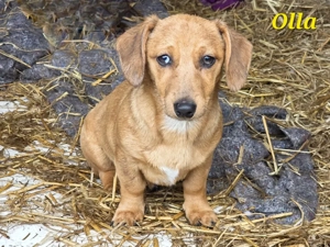 Kleine Olla sucht großes Glück!