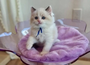 Ragdoll suche nach einem Ragdoll kitten weibchen ! Bild 4