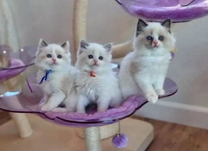 Ragdoll suche nach einem Ragdoll kitten weibchen ! Bild 3