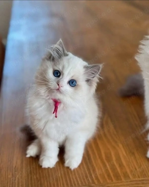 Ragdoll suche nach einem Ragdoll kitten weibchen ! Bild 5