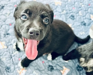 Therapiehundelinie Mini (Toy) Australian Shepherd Mix