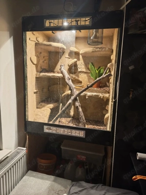 Terrarium 100x60x125cm 2 Königspythons + Zubehör