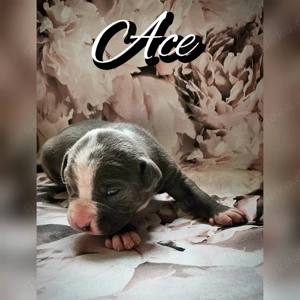 American Bully Rüde 