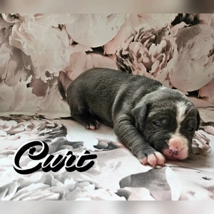 American Bully Rüde 