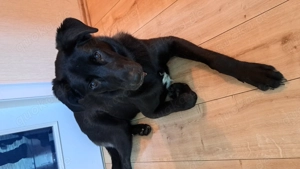 Junghund Alabai Malinoi Mischling abzugeben 