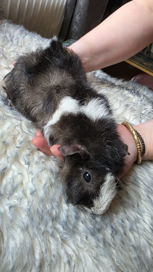 Meerschweinchen weiblich 