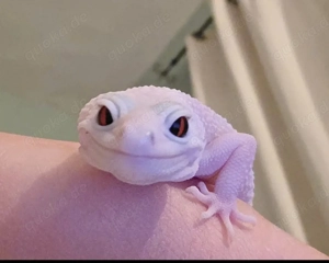 Leopardgecko super snow white 