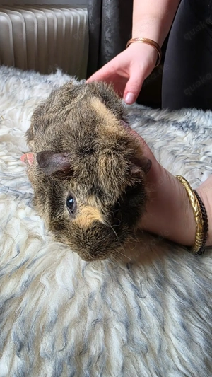 Meerschweinchen weiblich 