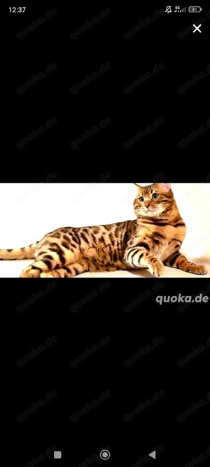 brown bengal deckkater
