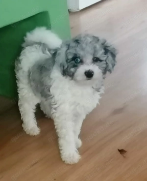 Zwergpudel Welpe, 5 Monate alt