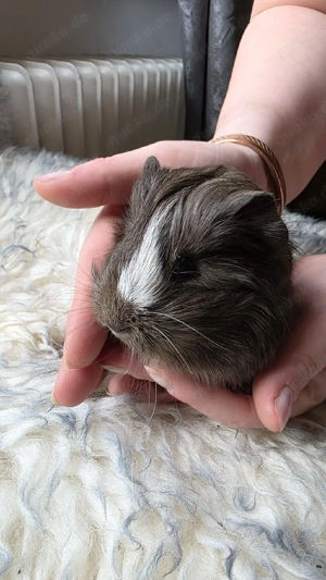 Meerschweinchen weiblich 