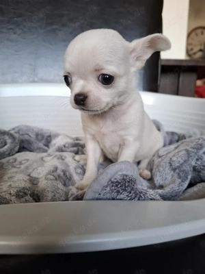 Chihuahua Hündinnen