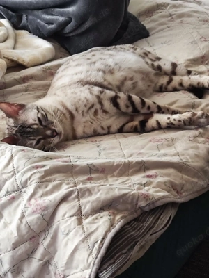 Bengal Wurfankündigung 