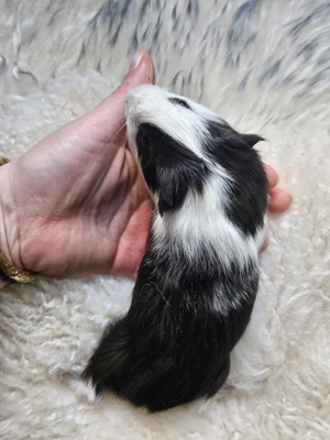 Meerschweinchen männlich 