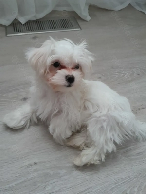 Maltichon Mädchen 4 Monate