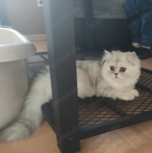 Britisch Langhaar Kitten Silver Chinchilla 