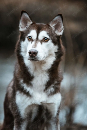 Sibirien Husky Mädchen sucht liebevolles Zuhause 