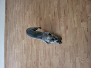 Französische Bulldogge Rüde Blau blue 