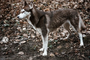 Sibirien Husky Mädchen sucht liebevolles Zuhause  Bild 4