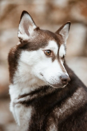 Sibirien Husky Mädchen sucht liebevolles Zuhause  Bild 3