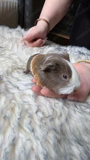 Meerschweinchen männlich 