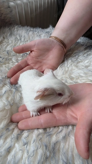 Meerschweinchen weiblich 