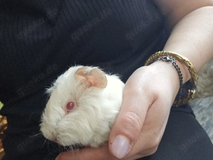 Meerschweinchen männlich 