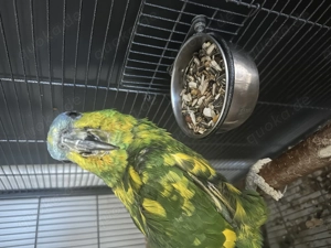 wunderschöner Papagei