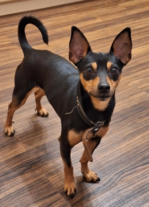 Zwergpinscher Deckrüde mit Erfahrung 