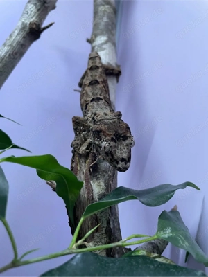 Mniarogekko chahoua Pine Island  Flechtengecko