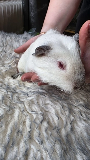 Meerschweinchen weiblich 