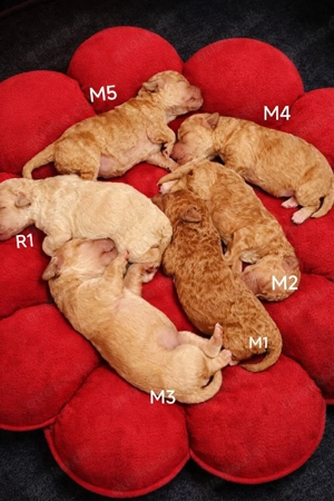 Bologneser Zwergpudel 