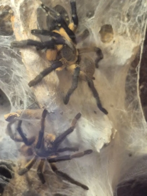 Monocentrphies balfouri