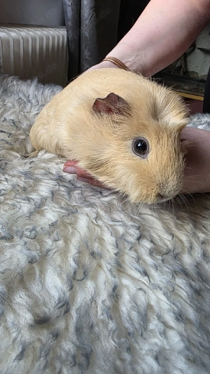 Meerschweinchen weiblich 