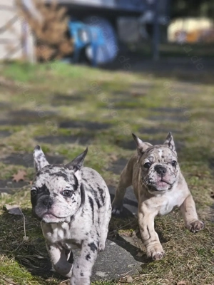 Französische-Bulldoggen-Wipliche  liebevoll aufgezogen, gesund und bereit für ein neues Zuhause