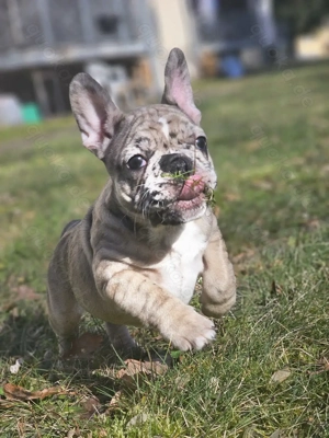 Französische-Bulldoggen-Wipliche  liebevoll aufgezogen, gesund und bereit für ein neues Zuhause