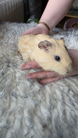 Meerschweinchen weiblich 